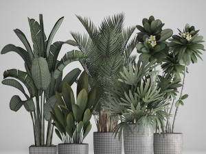 collection exotic plants 3D Model