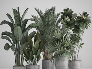 collection exotic plants 3D Model