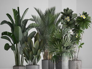 collection exotic plants 3D Model