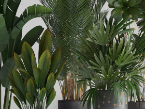 collection exotic plants 3D Model