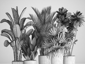 collection exotic plants 3D Model