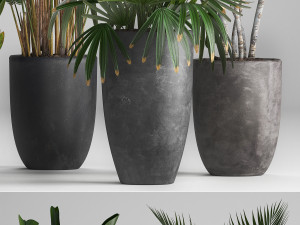collection exotic plants 3D Model