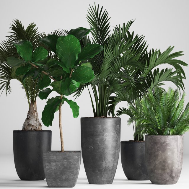 collection exotic plants Model 3D .c4d .max .obj .3ds .fbx .stl .blend 