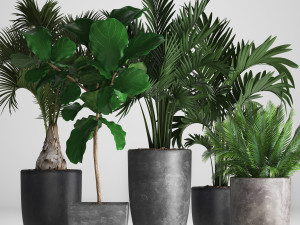 collection exotic plants 3D Model