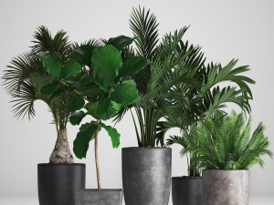 collection exotic plants Model 3D