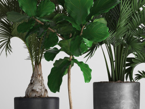 collection exotic plants Model 3D