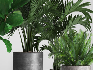 collection exotic plants Model 3D