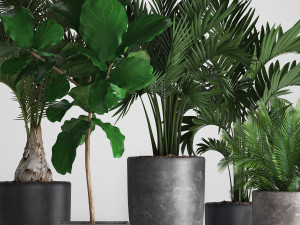 collection exotic plants Model 3D
