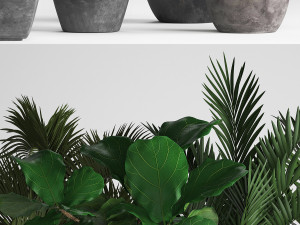 collection exotic plants Model 3D