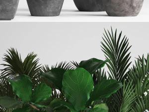 collection exotic plants 3D Model