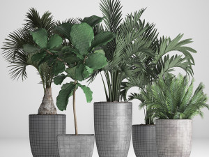 collection exotic plants Model 3D