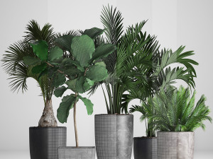 collection exotic plants Model 3D