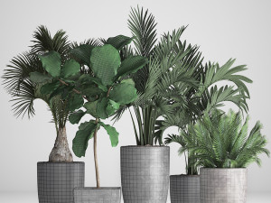 collection exotic plants Model 3D