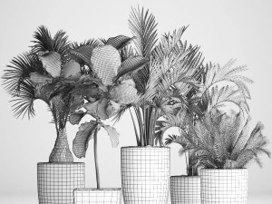 collection exotic plants 3D Model