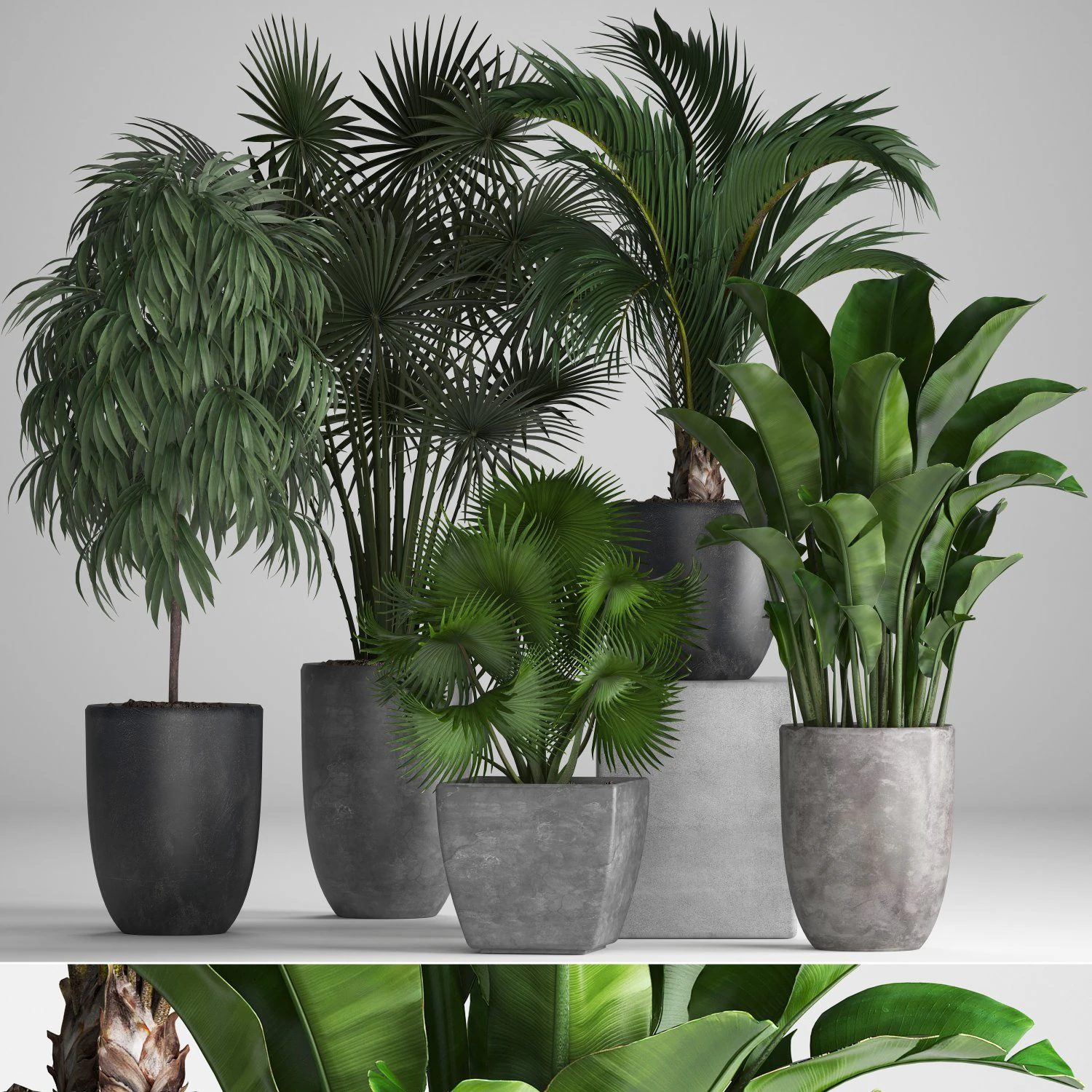 collection of exotic plants in pots 3D Model .c4d .max .obj .3ds .fbx .stl .blend 