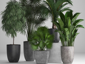 collection of exotic plants in pots 3D 模型