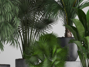 collection of exotic plants in pots Modello 3D