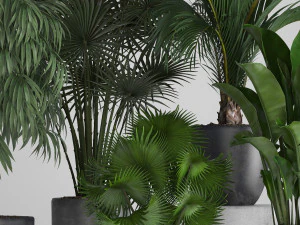 collection of exotic plants in pots 3D Model