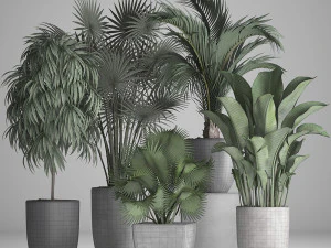 collection of exotic plants in pots 3D Model