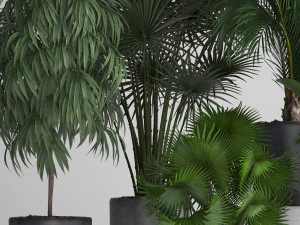 collection of exotic plants in pots 3D Model