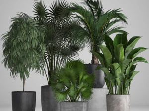 collection of exotic plants in pots 3D Model