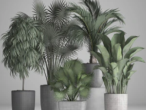 collection of exotic plants in pots 3D Model