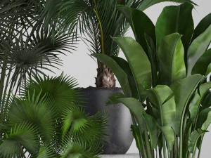 collection of exotic plants in pots 3D Model