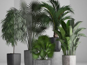 collection of exotic plants in pots 3D Model