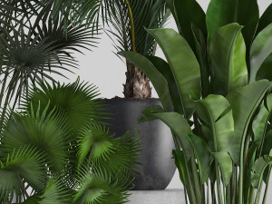 collection of exotic plants in pots Modello 3D