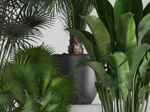 collection of exotic plants in pots 3D Model
