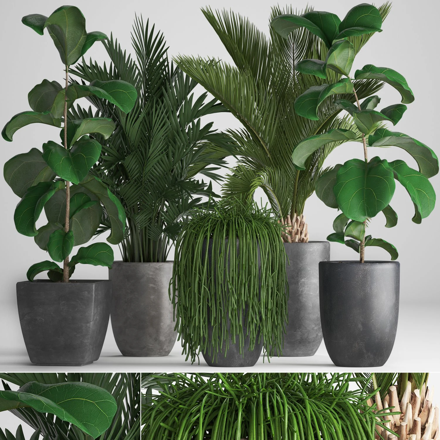 collection exotic plants 3D Model .c4d .max .obj .3ds .fbx .stl .blend