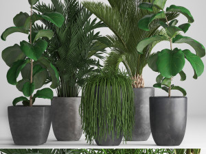 collection exotic plants 3D Model