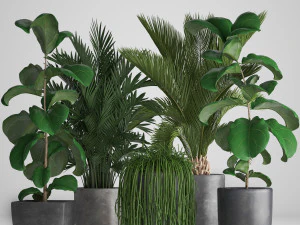 collection exotic plants 3D Model
