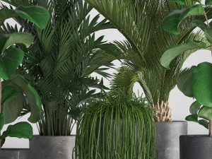 collection exotic plants 3D Model