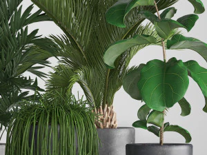collection exotic plants 3D Model