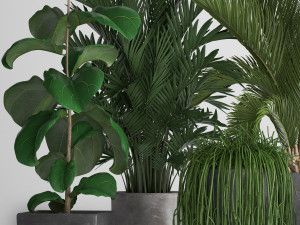 collection exotic plants Modelo 3D