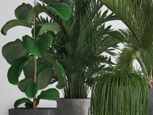 collection exotic plants 3D Model