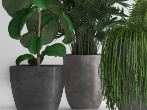 collection exotic plants Modelo 3D