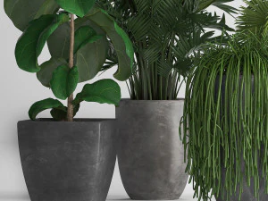 collection exotic plants 3D Model