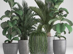 collection exotic plants Modelo 3D