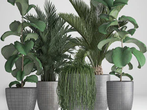 collection exotic plants 3D Model