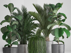 collection exotic plants 3D Model