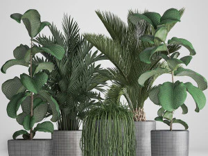 collection exotic plants 3D Model
