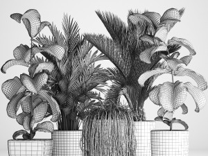 collection exotic plants Modelo 3D