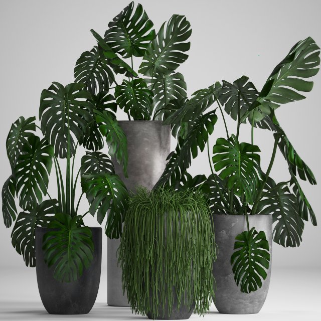 collection exotic plants Modelo 3D .c4d .max .obj .3ds .fbx .stl .blend 