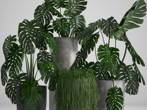 collection exotic plants 3D Model