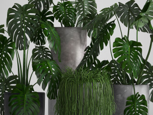 collection exotic plants Modelo 3D