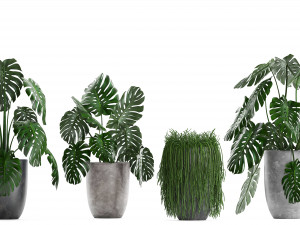 collection exotic plants Modelo 3D