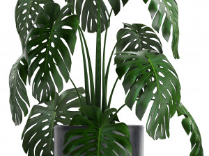 collection exotic plants Modelo 3D