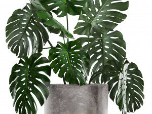 collection exotic plants Modelo 3D